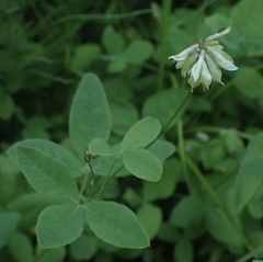 Trifolium howellii
