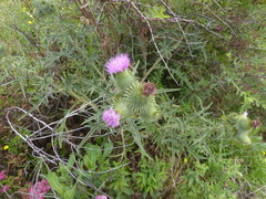 Cirsium vulgare