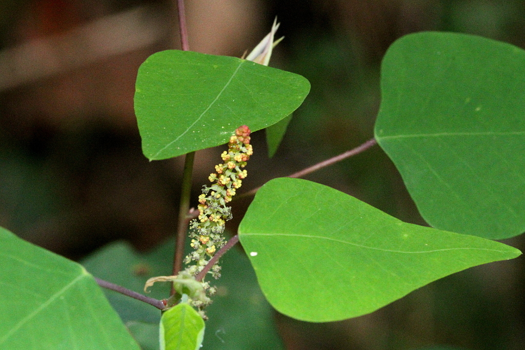 small homalanthus