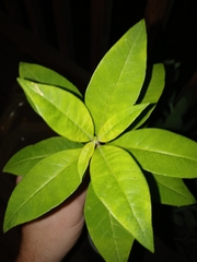 Lysimachia clethroides