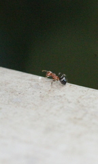 Dolichoderus taprobanae