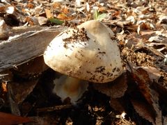 Volvopluteus gloiocephalus