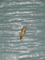 Limnaecia phragmitella