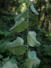 Smilax jamesii