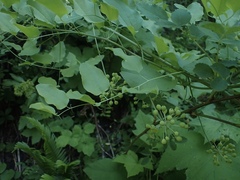 Smilax jamesii