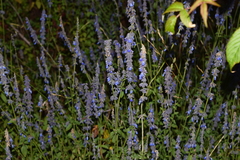 Salvia helianthemifolia