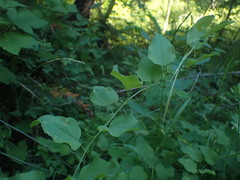 Smilax jamesii