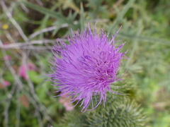 Cirsium vulgare