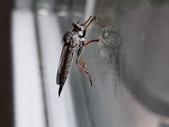 Neoitamus cyanurus