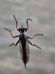 Neoitamus cyanurus