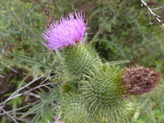 Cirsium vulgare