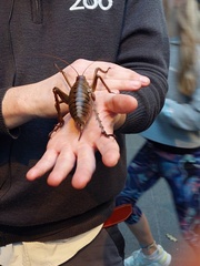 Deinacrida heteracantha