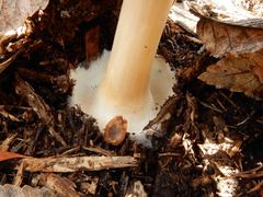 Volvopluteus gloiocephalus