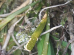 Carmichaelia corrugata