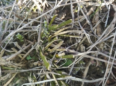 Carmichaelia corrugata