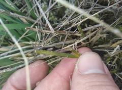 Carmichaelia corrugata