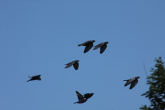 Columba livia domestica