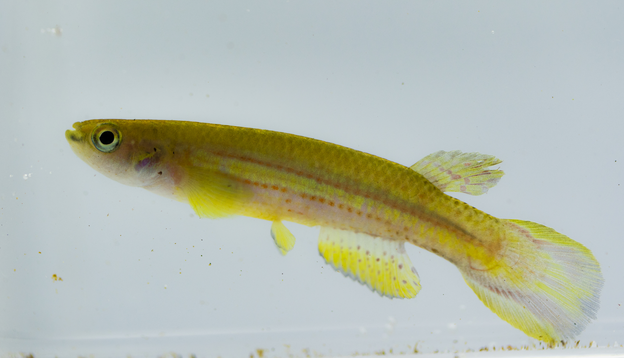 Cynodonichthys birkhahni