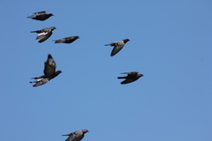 Columba livia domestica