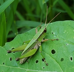 Dichromorpha viridis