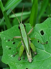 Dichromorpha viridis