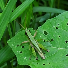 Dichromorpha viridis