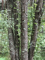 Salix caprea