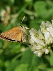 Thymelicus sylvestris