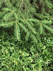 Picea abies