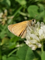 Thymelicus sylvestris