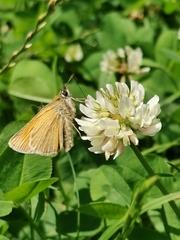 Thymelicus sylvestris