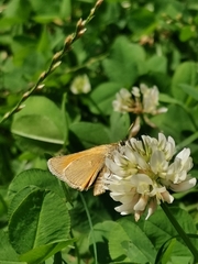 Thymelicus sylvestris