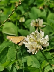 Thymelicus sylvestris