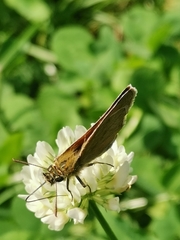 Thymelicus sylvestris