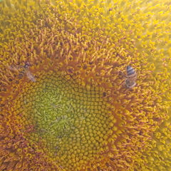 Apis mellifera