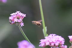 Mallota curvigaster