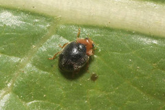 Scymnus rubromaculatus