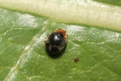 Scymnus rubromaculatus