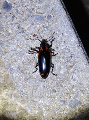 Encaustes cruenta formosana