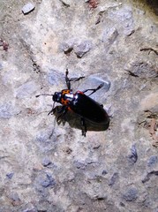 Encaustes cruenta formosana