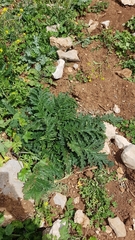 Scrophularia rubricaulis