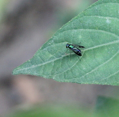 Condylostylus nebulosus
