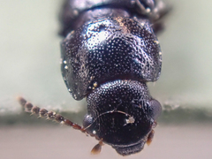 Sphalma quadricollis