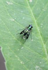 Condylostylus nebulosus