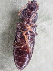Sphalma quadricollis