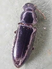 Sphalma quadricollis