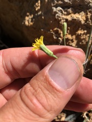 Hieracium bolanderi