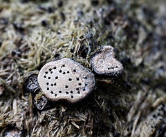 Poronia erici