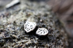 Poronia erici