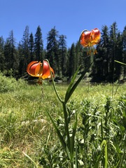 Lilium pardalinum vollmeri